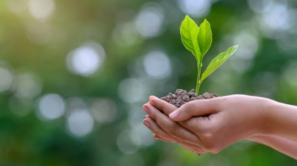 Closeup of a kid’s hands holding a plant sapling.
